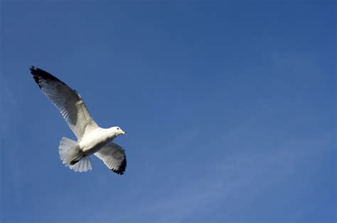 Free Images Nature Bird Wing Sky White Animal Seabird Flying