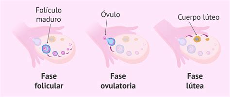 ¿cuándo Se Produce La Ovulación ¿qué Síntomas Tiene