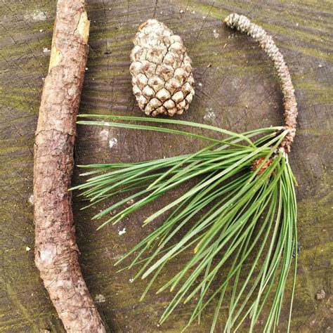 Pine Scotch — Woodland Bushcraft