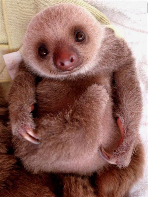 I Just Want To Hug This Little Guy Cute Sloth Pictures Cute Baby