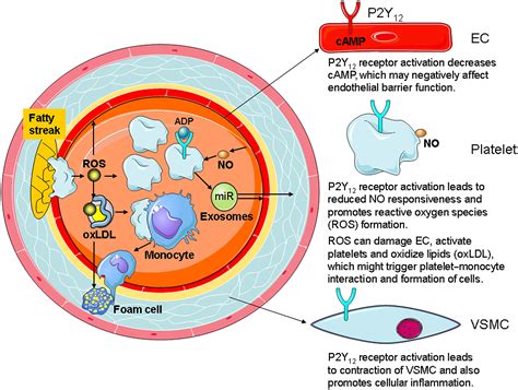 Effects Of P2y12 Receptor Antagonists Beyond Platelet Inhibition