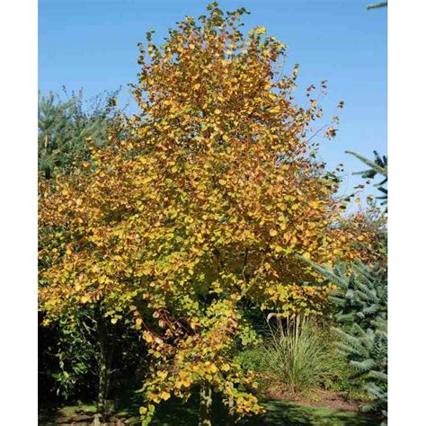 Tilia Cordata Winter Orange