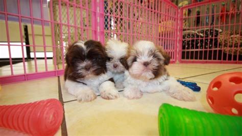 Puppies For Sale Local Breeders Adorable Imperial Shih Tzu Puppies For