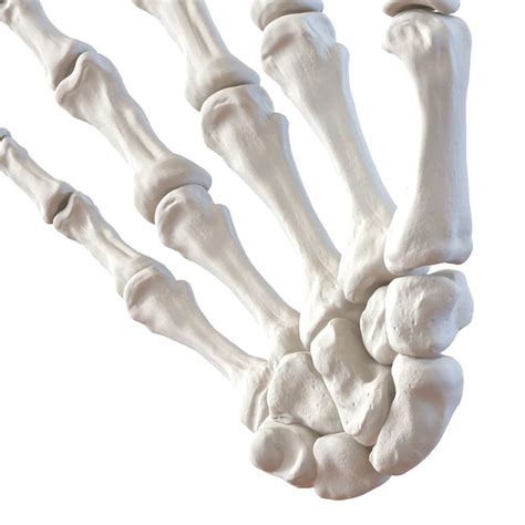 Human Hand Bones 3d Model 49 Max Ma Obj Fbx C4d 3ds Free3d