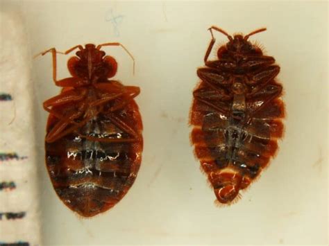 7 Bugs That Look Like Bed Bugs But Arent With Pictures