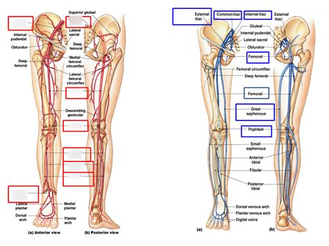 The iliac veins lie behind them and run parallel. Arteries Of The Leg Diagram - Free Wiring Diagram