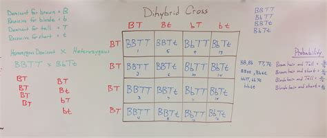 Dihybrid crosses ▪the natural progression for mendel was to study 2 characteristics at the same time. Genetics