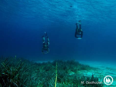 Progress of the Aegean Marine Life Sanctuary - Archipelagos