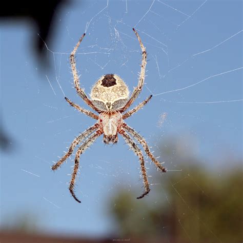Spider In Web Close Free Stock Photo Public Domain Pictures