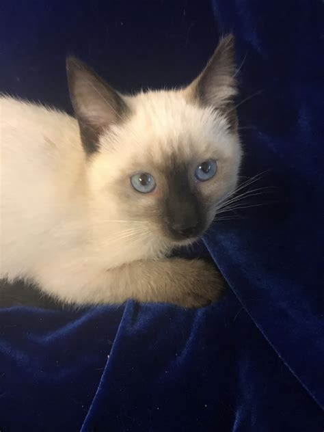 The siamese cat derives his name from siam, thailand's name prior to wwii. Traditional Siamese Cats For Sale | Ponchatoula, LA #287270