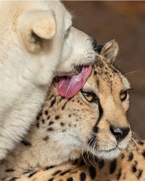Dog And Cheetah From The San Diego Zoo Are Bffs Ranimalsbeingbros