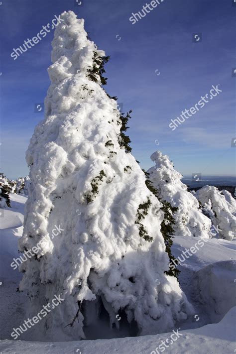 Landscape Snow Covered Conifers German National Park Editorial Stock