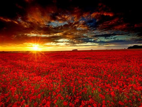 Sunrise On A Red Flower Field Field Wallpaper Flower Field Red Flowers