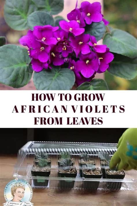 How To Propagate African Violets Step By Step Tutorial African