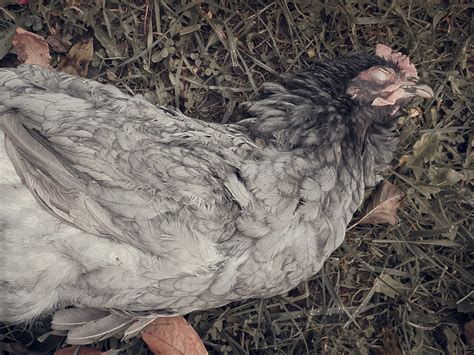 Dead Chicken Free Stock Photo Public Domain Pictures