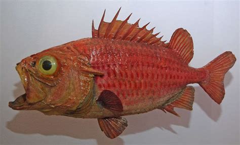 Fish0027 - Free Background Texture - fish red orange ...