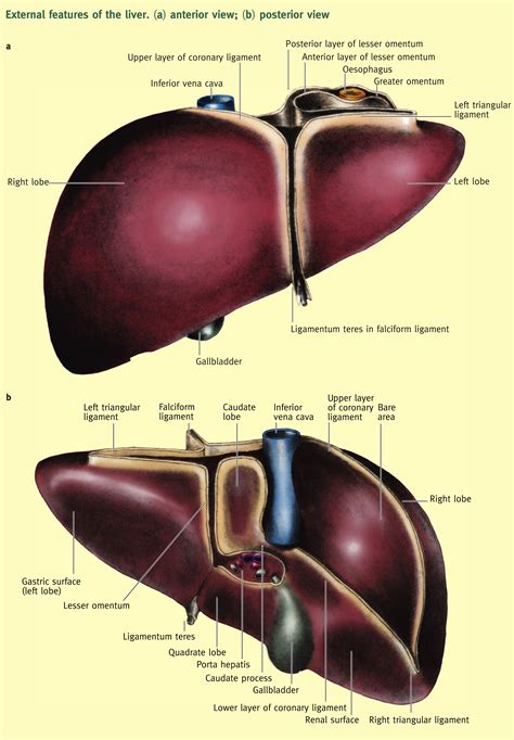 Anatomy Of The Liver Surgery Oxford International Edition