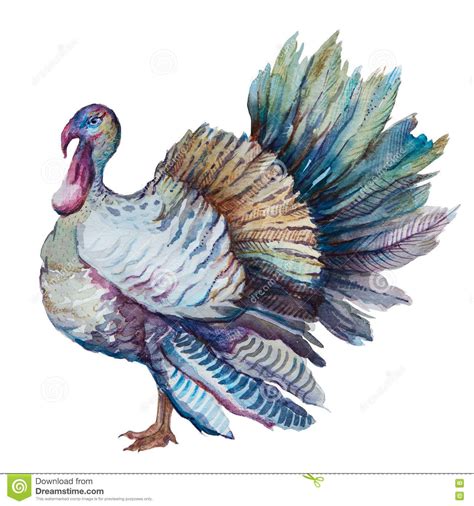 Thanksgiving Turkey Stock Illustration Image 76321769 Turkey