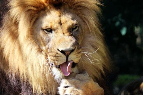 Lion Licking Foot Free Stock Photo Public Domain Pictures