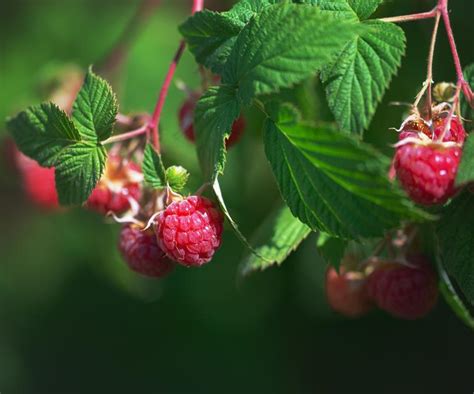 How To Grow Raspberries In Australia Raspberry