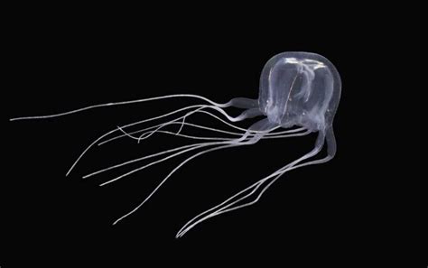 This Newly Discovered Jellyfish Has 24 Eyes And Is Related To The World