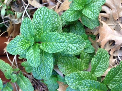 Where To Find Mint Leaves Gardening Channel