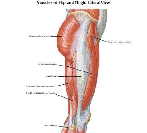 Gluteal Tendinopathy And Pilates Tensor Fasciae Latae Iliotibial