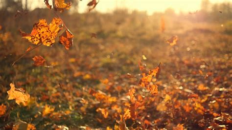 Autumn Leaves Background Images Hd Wallpapers