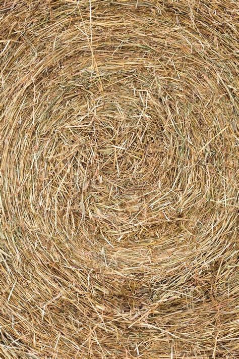 Texture Hay Closeup In Color Stock Photo Image Of Backgrounds Herb