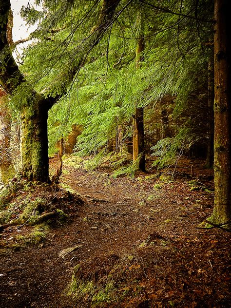 Welsh Forest Lr Seems To Have Lost Some Of The Yellow When Flickr