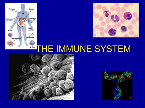Ppt The Immune System Powerpoint Presentation Free Download Id158044