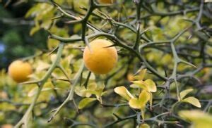 Trifoliate Orange(Poncirus) - Citrus Rootstock * UPDATED SIZE (500mm ...