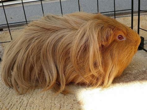 Sheltie Guinea Pig Facts Personality Care With Pictures