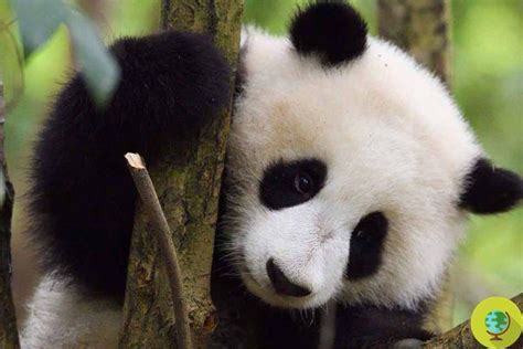 Panda géant même pour la Chine il n est plus menacé d extinction