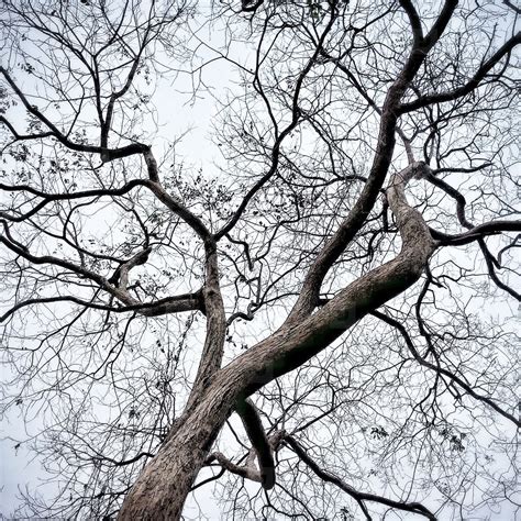 Dry Branches Of A Tree Stock Photo 111472 Youworkforthem