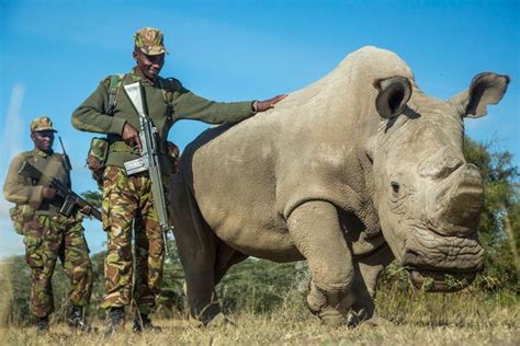 Spy Cameras Fitted To Endangered By Rhinos To Stop Them Being Butchered