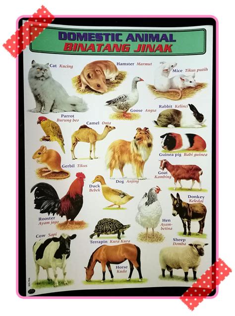 Maybe you would like to learn more about one of these? Jual mainan poster edukasi belajar anak seri binatang ...
