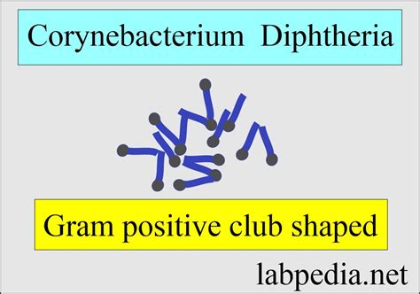 Corynebacterium Diphtheriae Chinese Letters