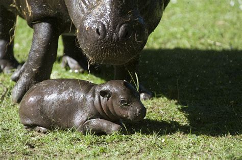 Baby Pygmy Hippo Born In Scotland Popsugar Pets