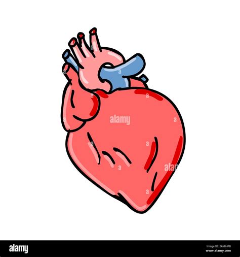 Dibujos Animados Del Corazón Humano Fotografía De Stock Alamy