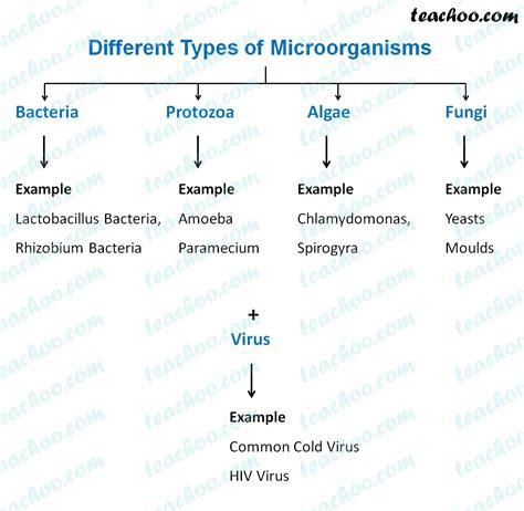 5 Types Of Microorganisms