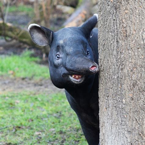 Tapir Bazinga By Michael Kom ° Funny Animals Animals Funny