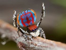 Peacock Spiders Discovered: See Photos of the New Species | TIME