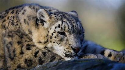 Leopard Snow Leopards Animals Wallpapers Background Os
