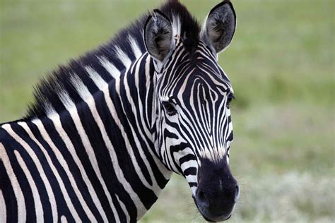 Zebras the relatives of horses having grey or black strips on overall white body are the animals that can be easily found in african countries such as namibia, south africa, angola, kenya and ethiopia. 7 Fun Facts About Zebras