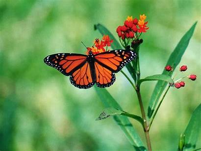 Butterfly Desktop Wallpapers Monarch Butterflies Background Backgrounds