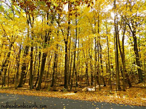 Michigan Fall Foliage Redhead Can Decorate