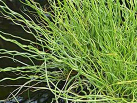 Corkscrew Rush Juncus Effusus Spiralis Puddleplants