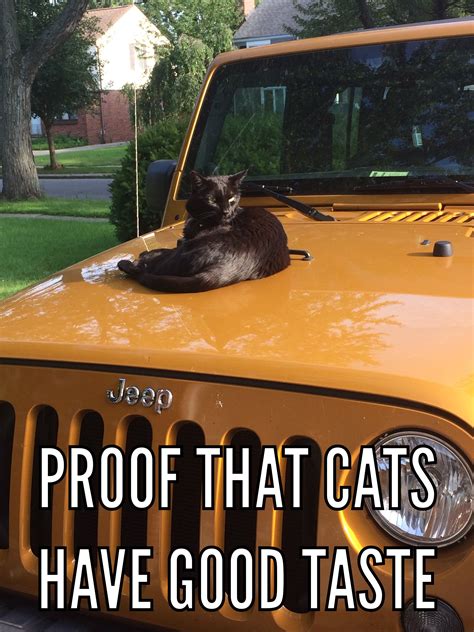 Jeep Cat Cats Jeep Funny