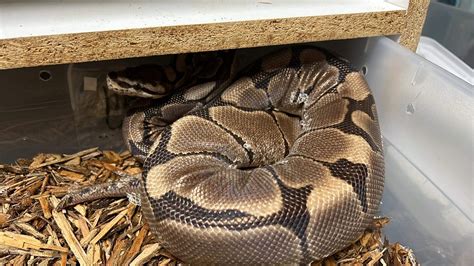 Woma Ball Python By Down South Balls Morphmarket